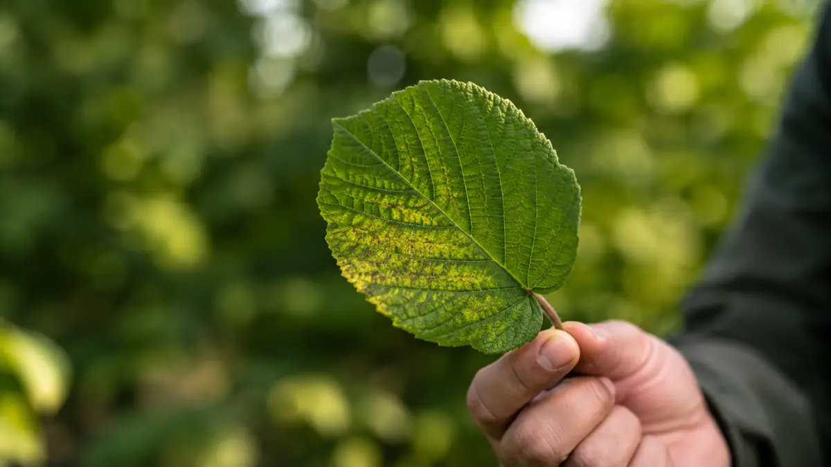 Diagnóstico agronómico asistido en HAZENUT